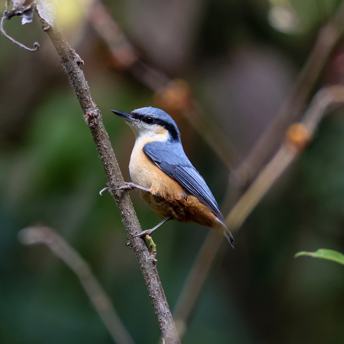 White-tailed Nuthatch - ML650609471