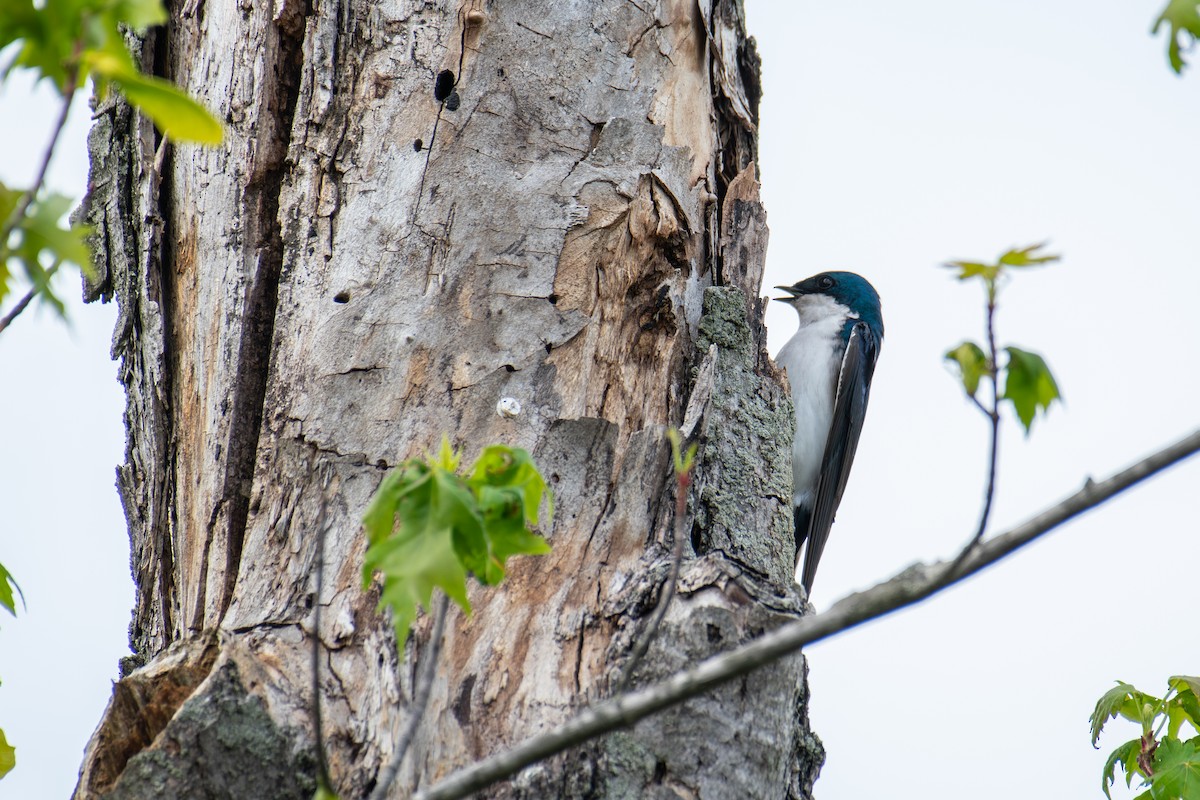 Tree Swallow - ML650609482