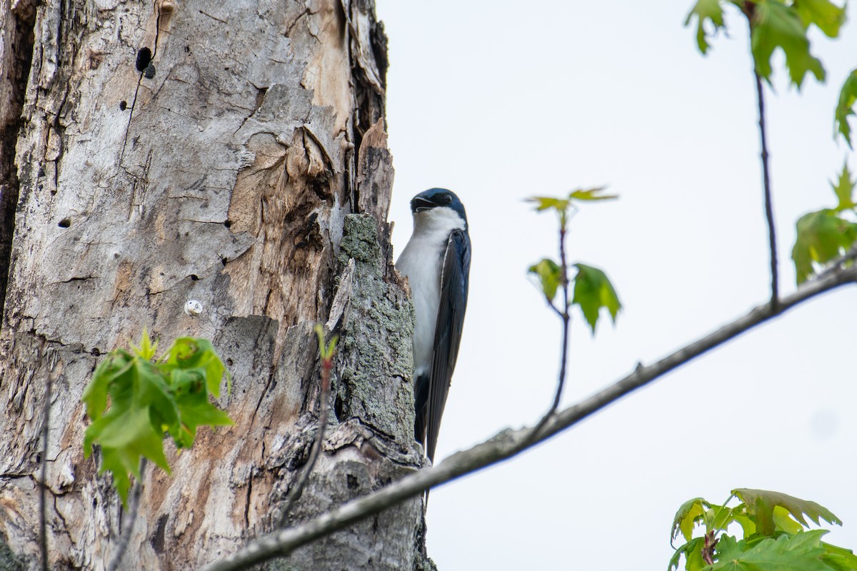 Tree Swallow - ML650609483