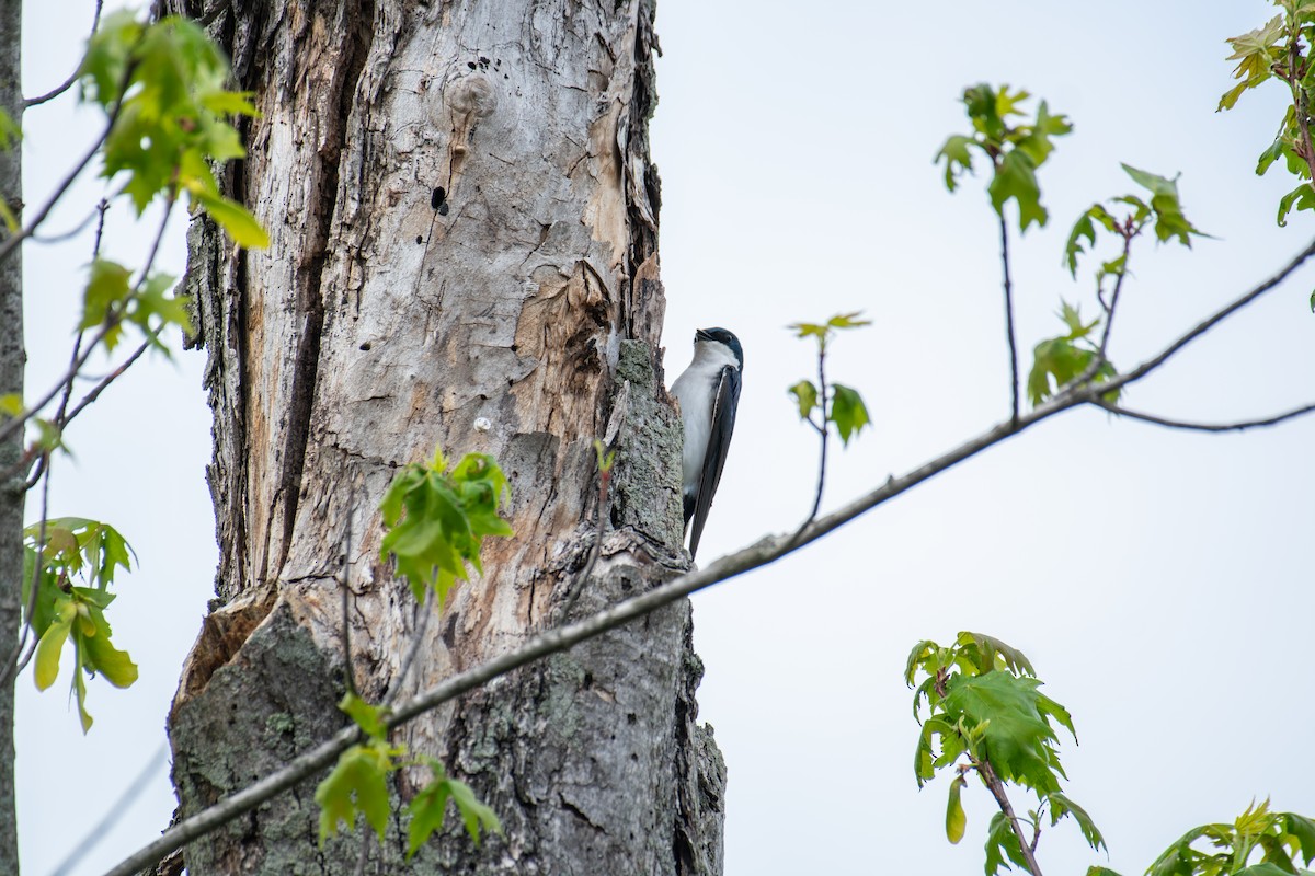 Tree Swallow - ML650609484