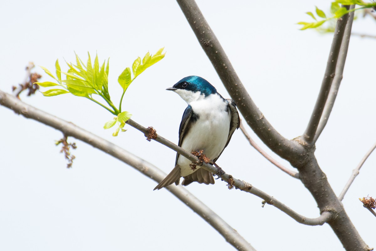 Tree Swallow - ML650609489