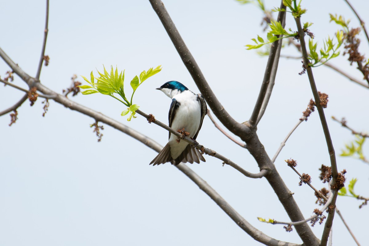 Tree Swallow - ML650609490