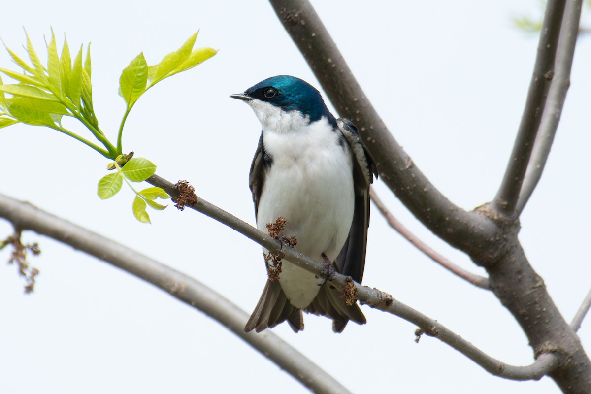 Tree Swallow - ML650609494