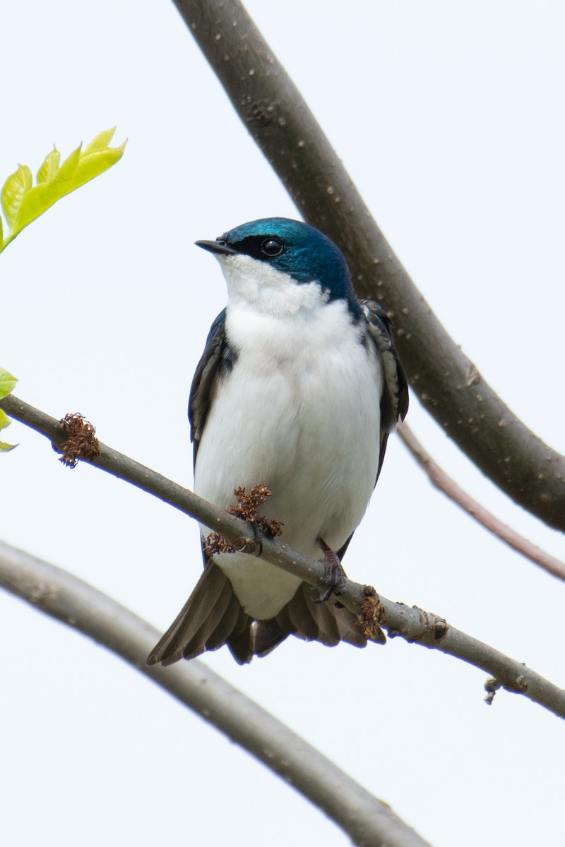 Tree Swallow - ML650609495