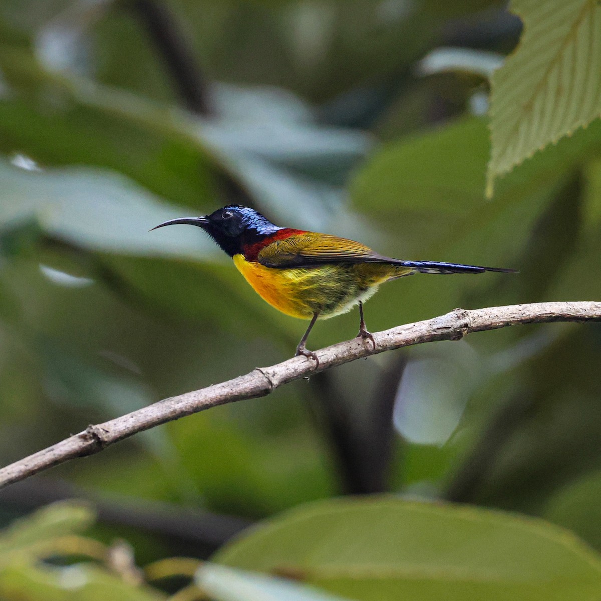 Green-tailed Sunbird - ML650609515