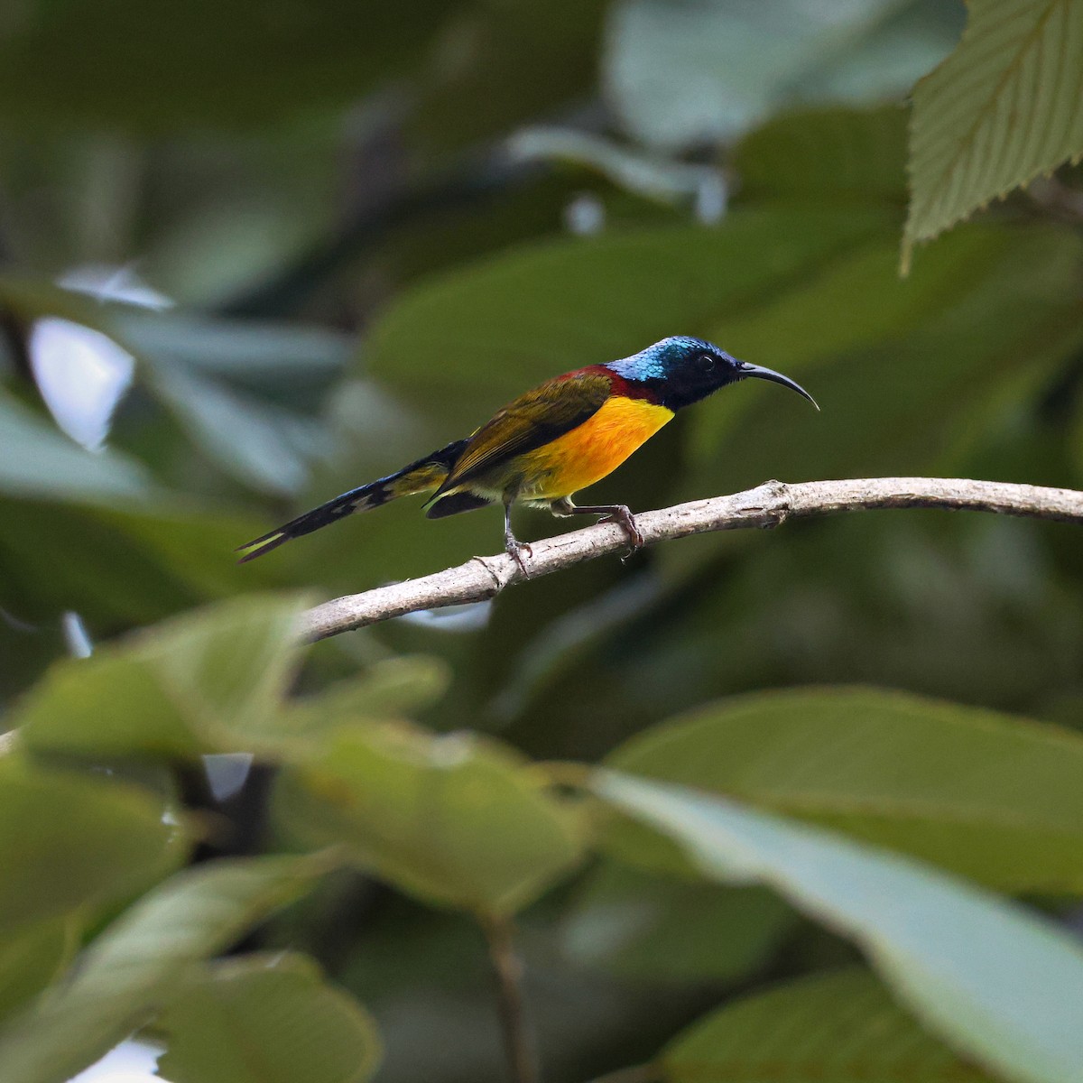 Green-tailed Sunbird - ML650609516