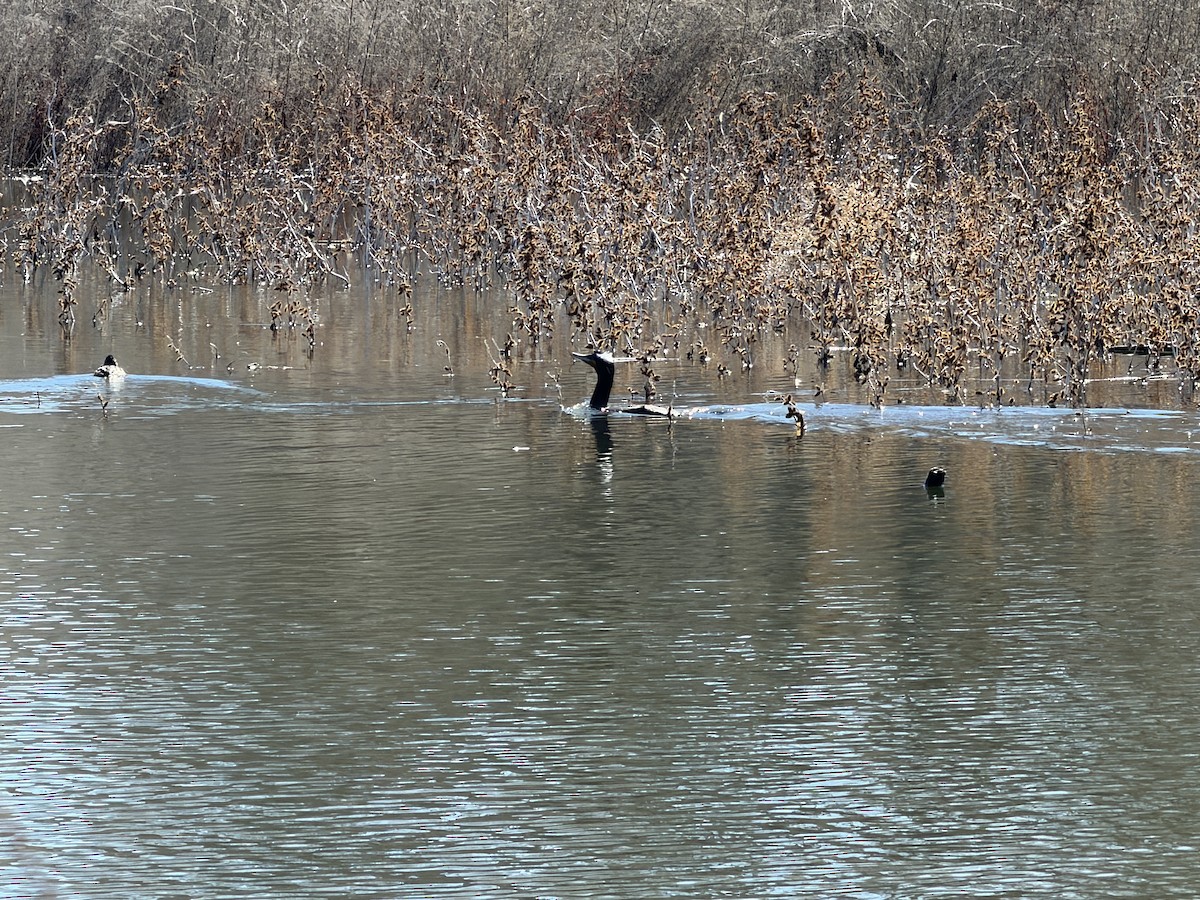 Ушастый баклан - ML650609533