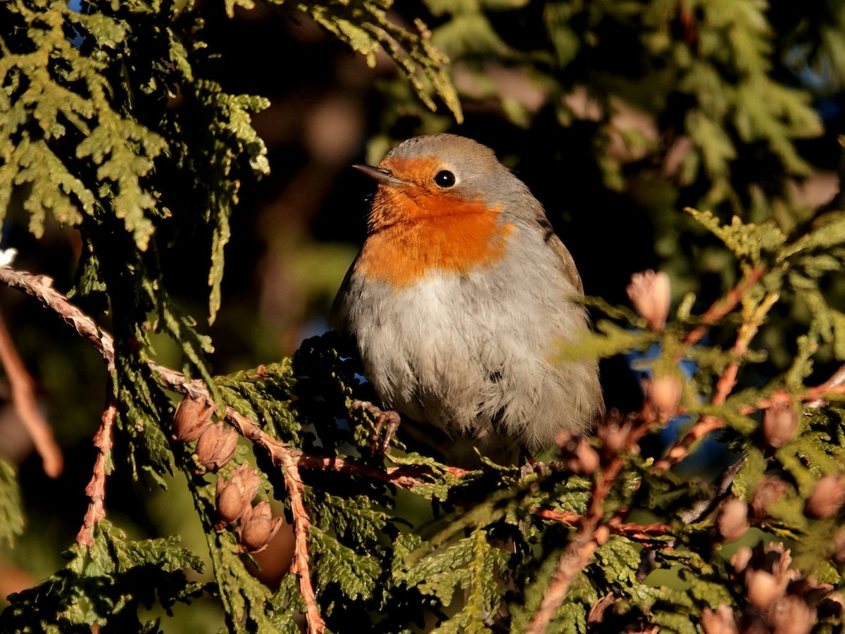 Зарянка - ML650609558