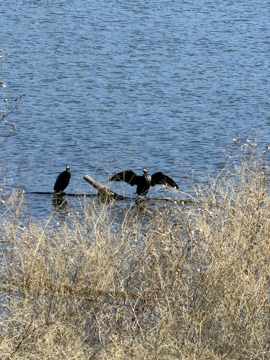 Неотропический баклан - ML650609568