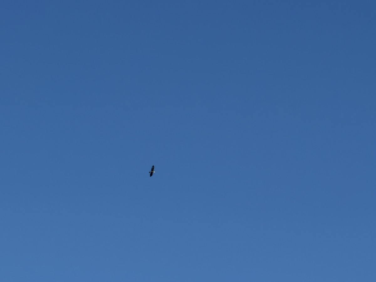 Белоголовый орлан - ML650609602