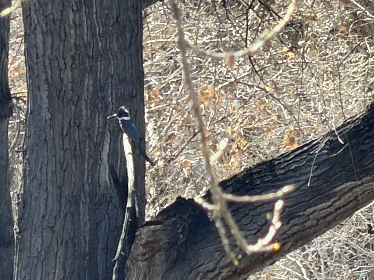 Опоясанный зимородок - ML650609618