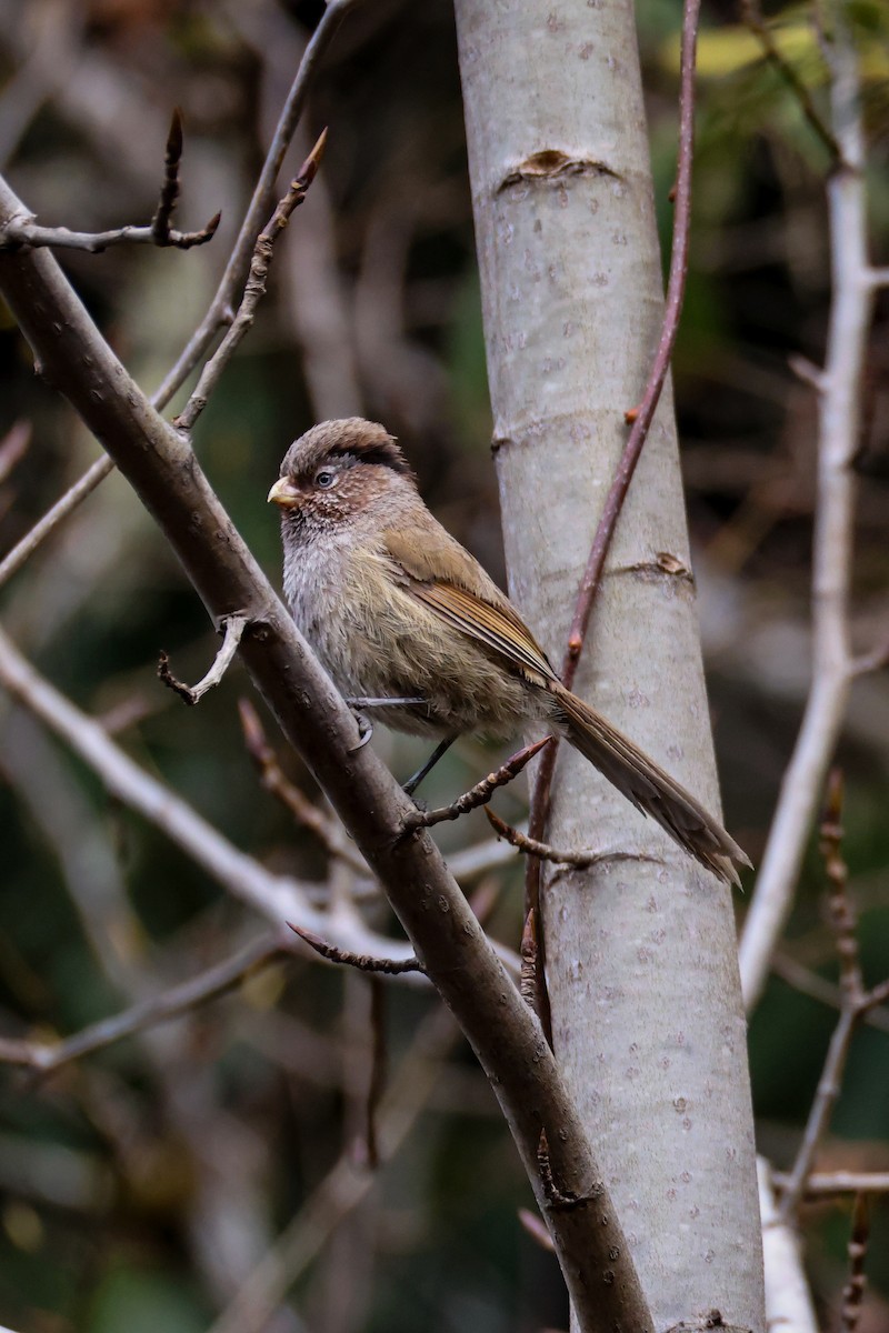 Brown Parrotbill - ML650609620