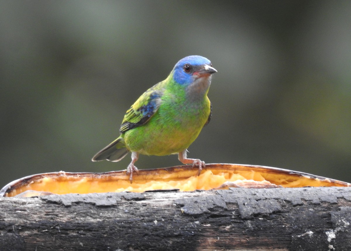 ヒワミツドリ - ML650609629