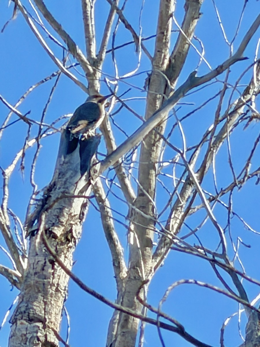 Шилоклювый дятел - ML650609638