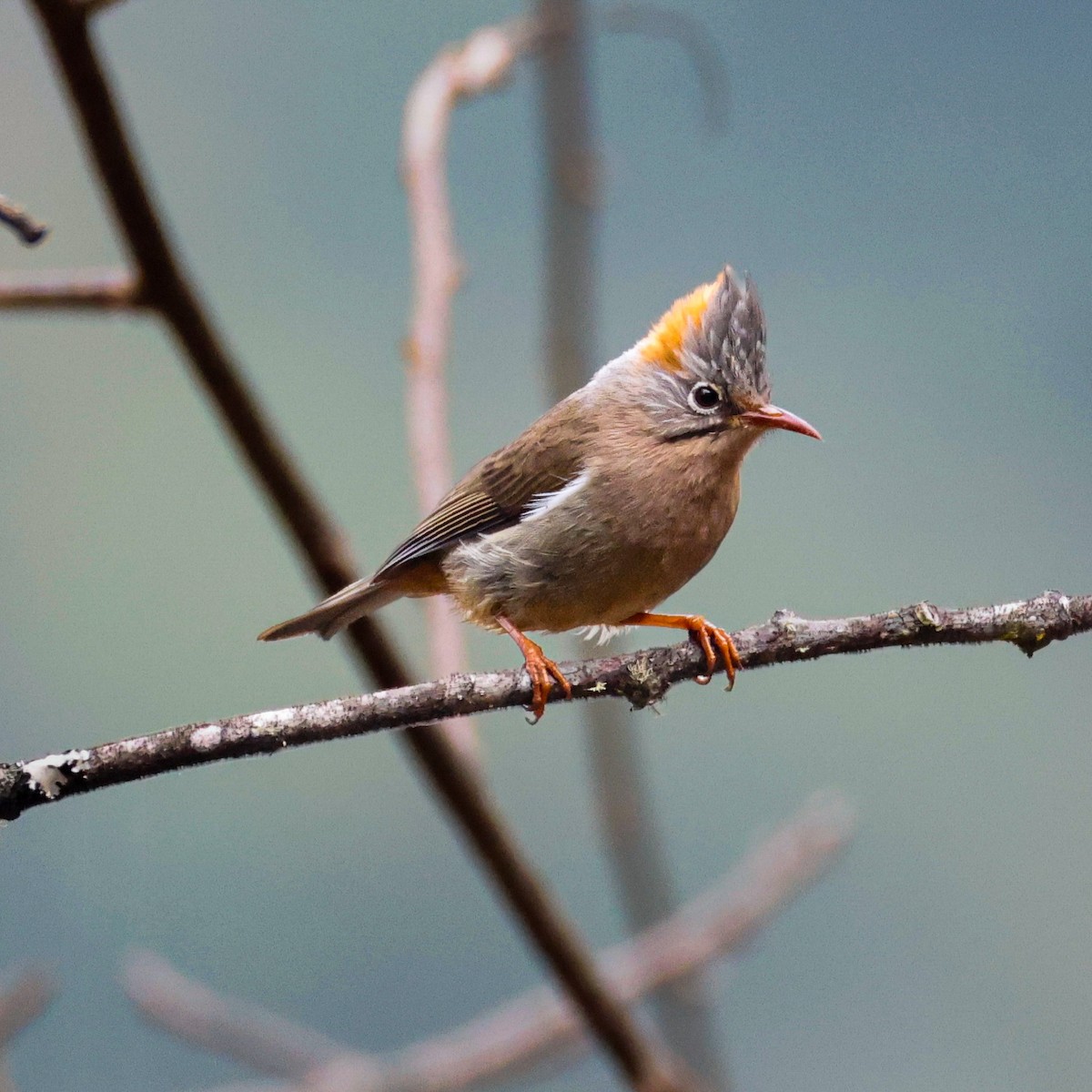 Rufous-vented Yuhina - ML650609646