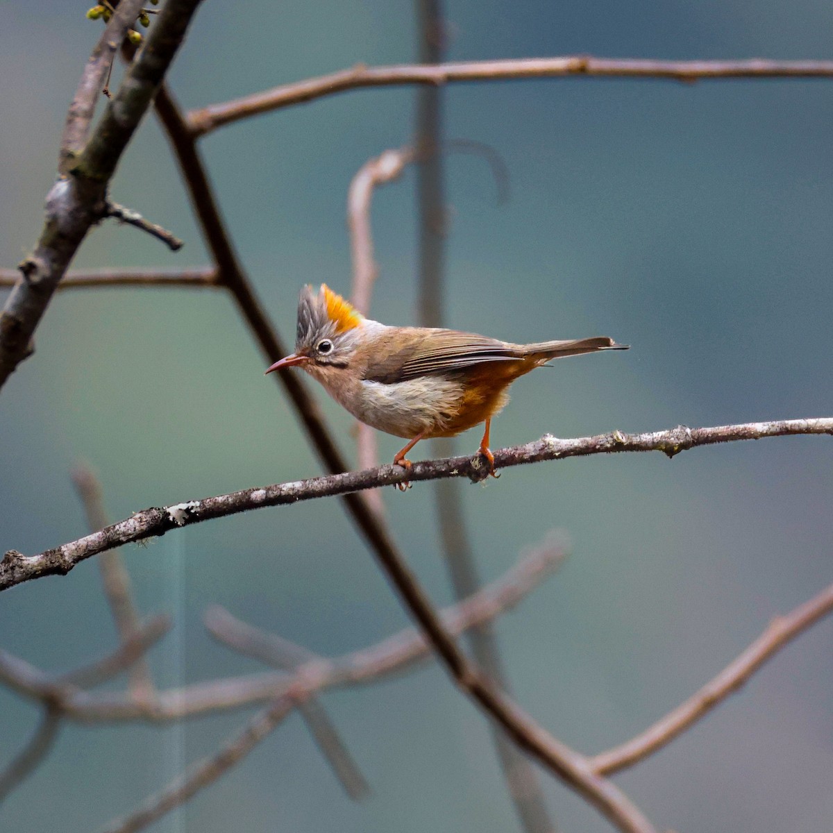 Rufous-vented Yuhina - ML650609650