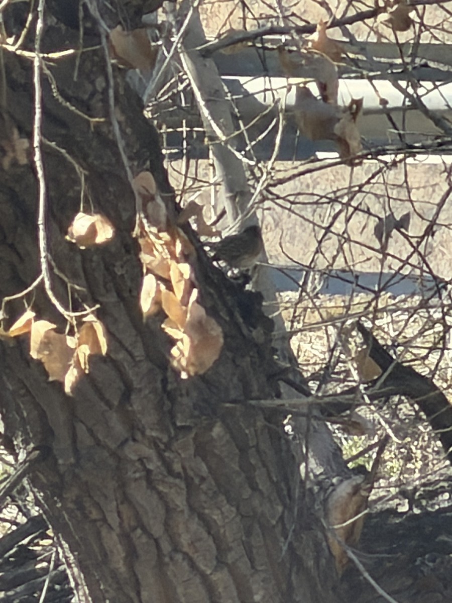 Серый юнко - ML650609686