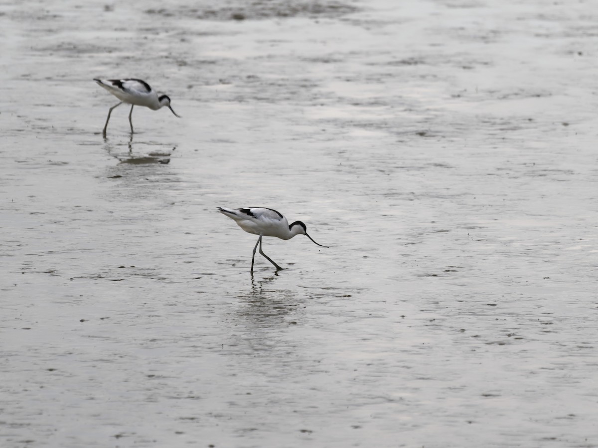 Pied Avocet - ML650610134