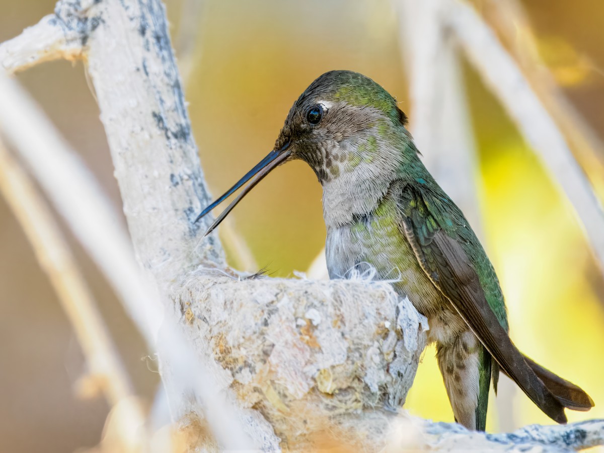 Anna's Hummingbird - ML650610275