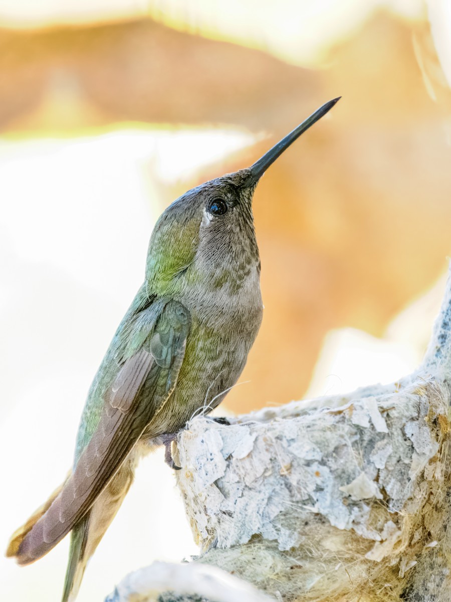 Anna's Hummingbird - ML650610278