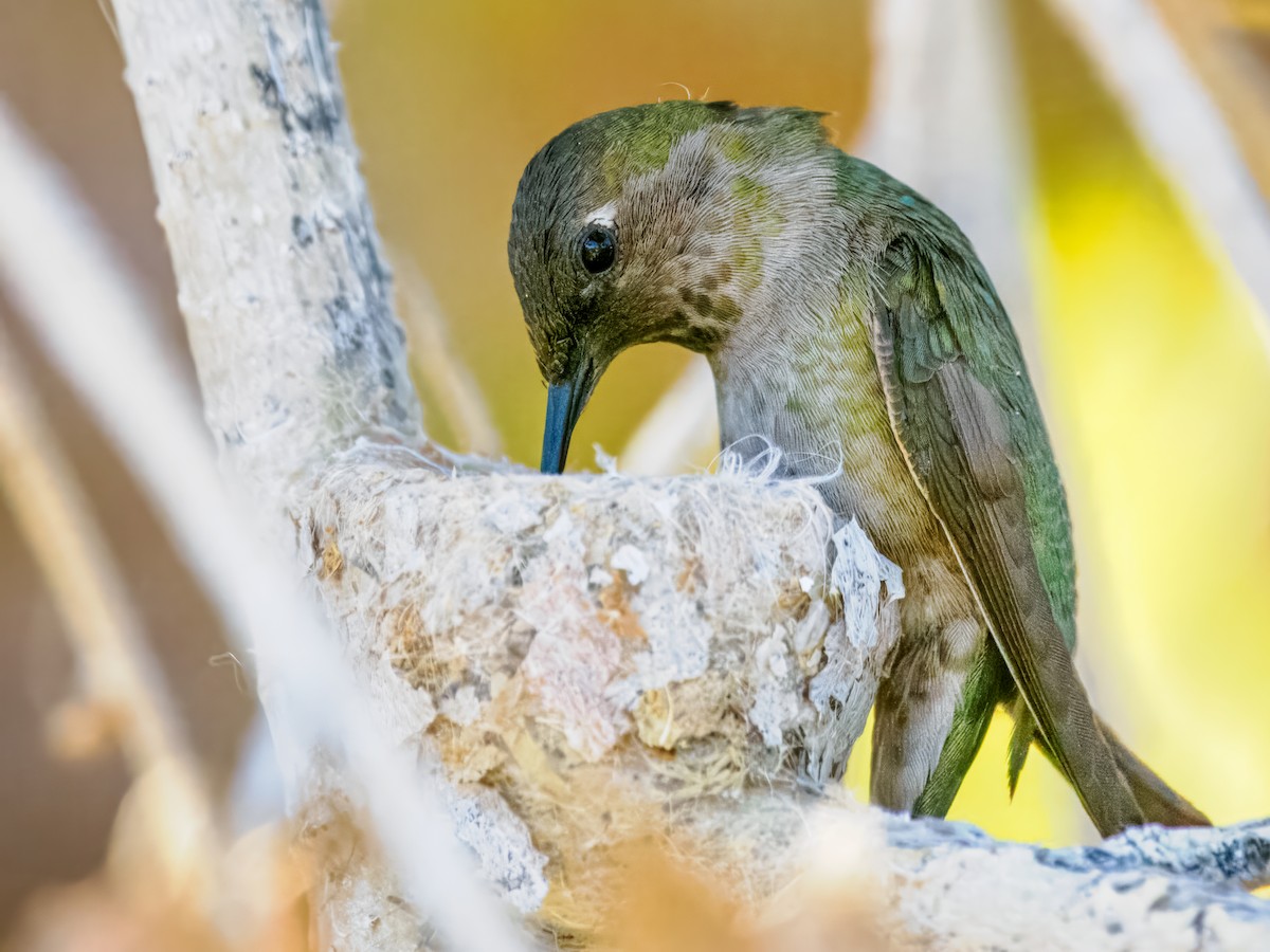 Anna's Hummingbird - ML650610280