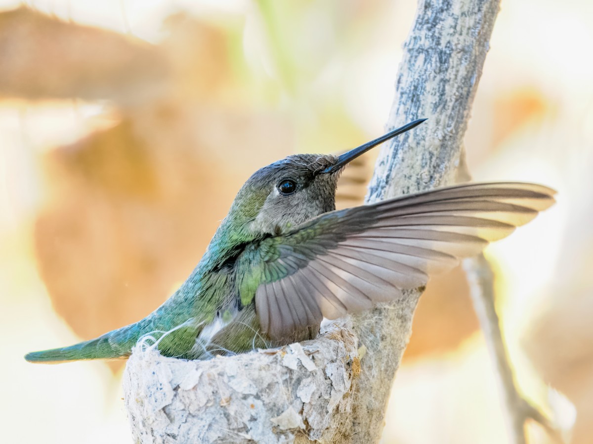 Anna's Hummingbird - ML650610281
