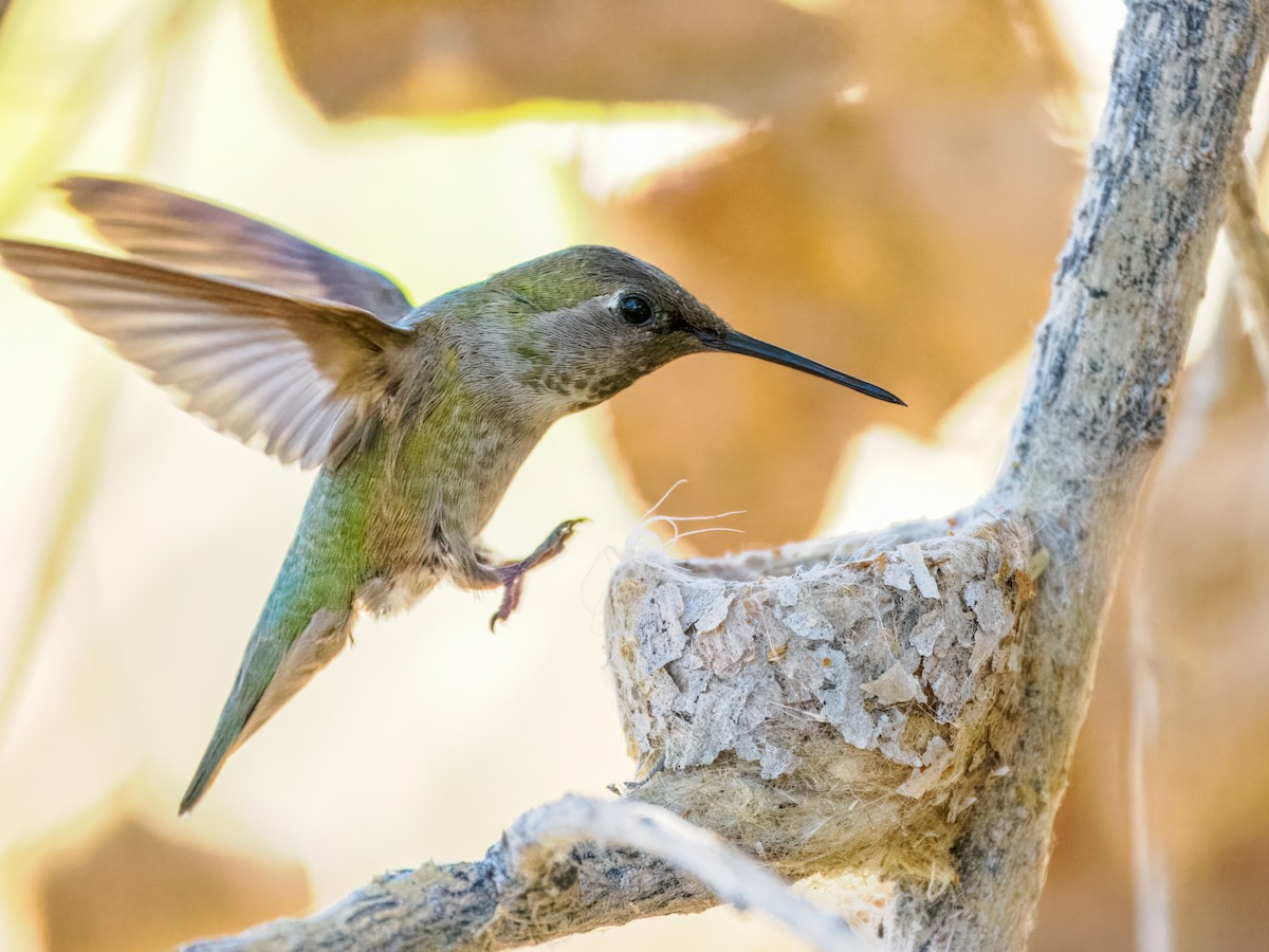 Anna's Hummingbird - ML650610282