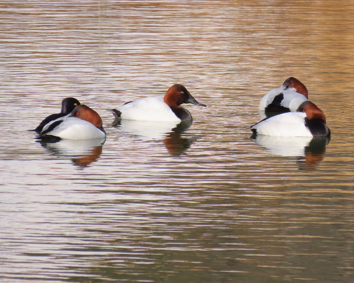 Canvasback - ML650610688