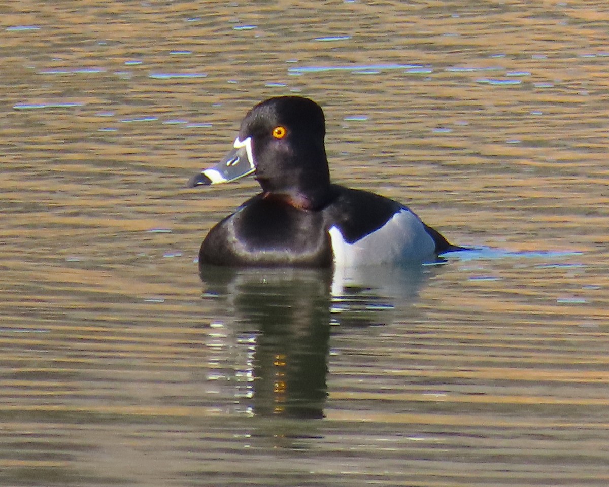 Ring-necked Duck - ML650610752