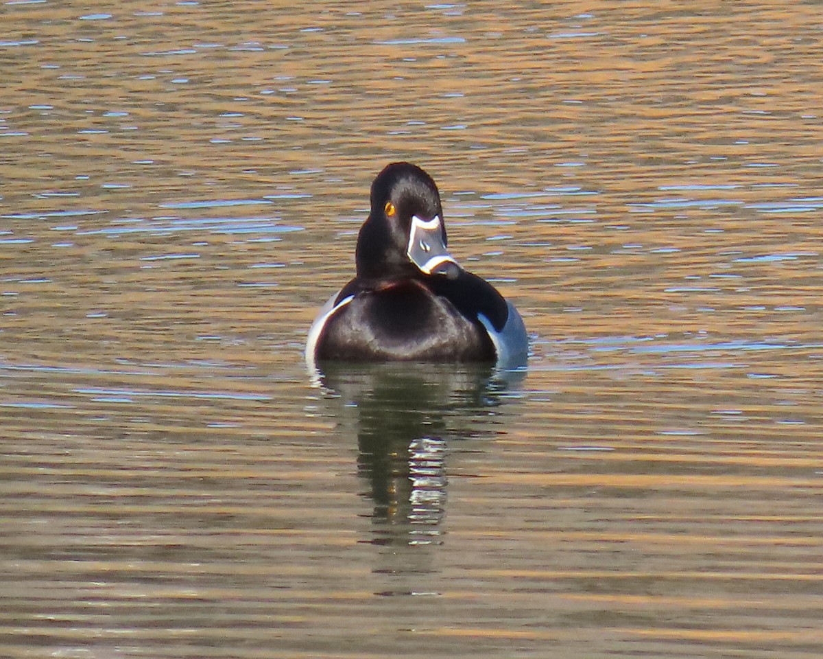Ring-necked Duck - ML650610754