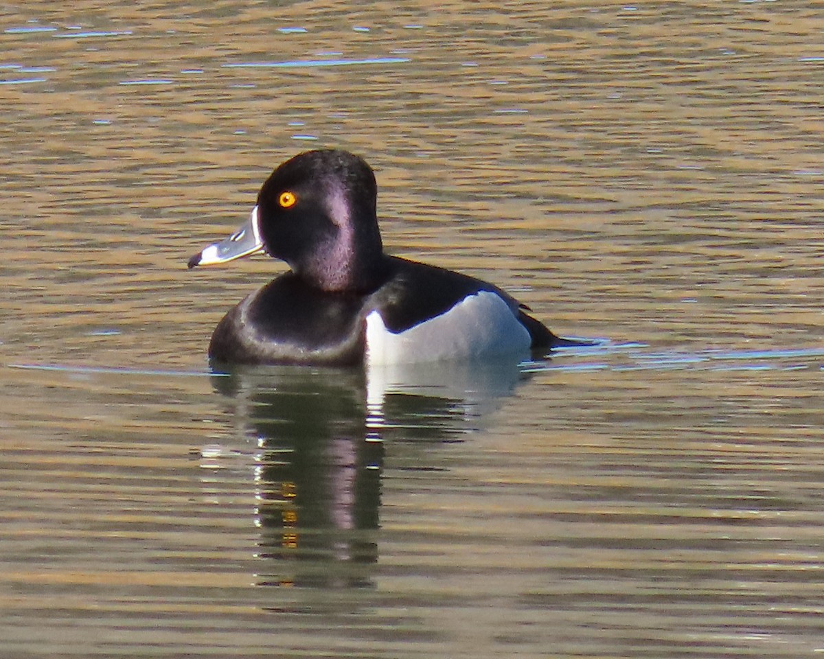 Ring-necked Duck - ML650610755