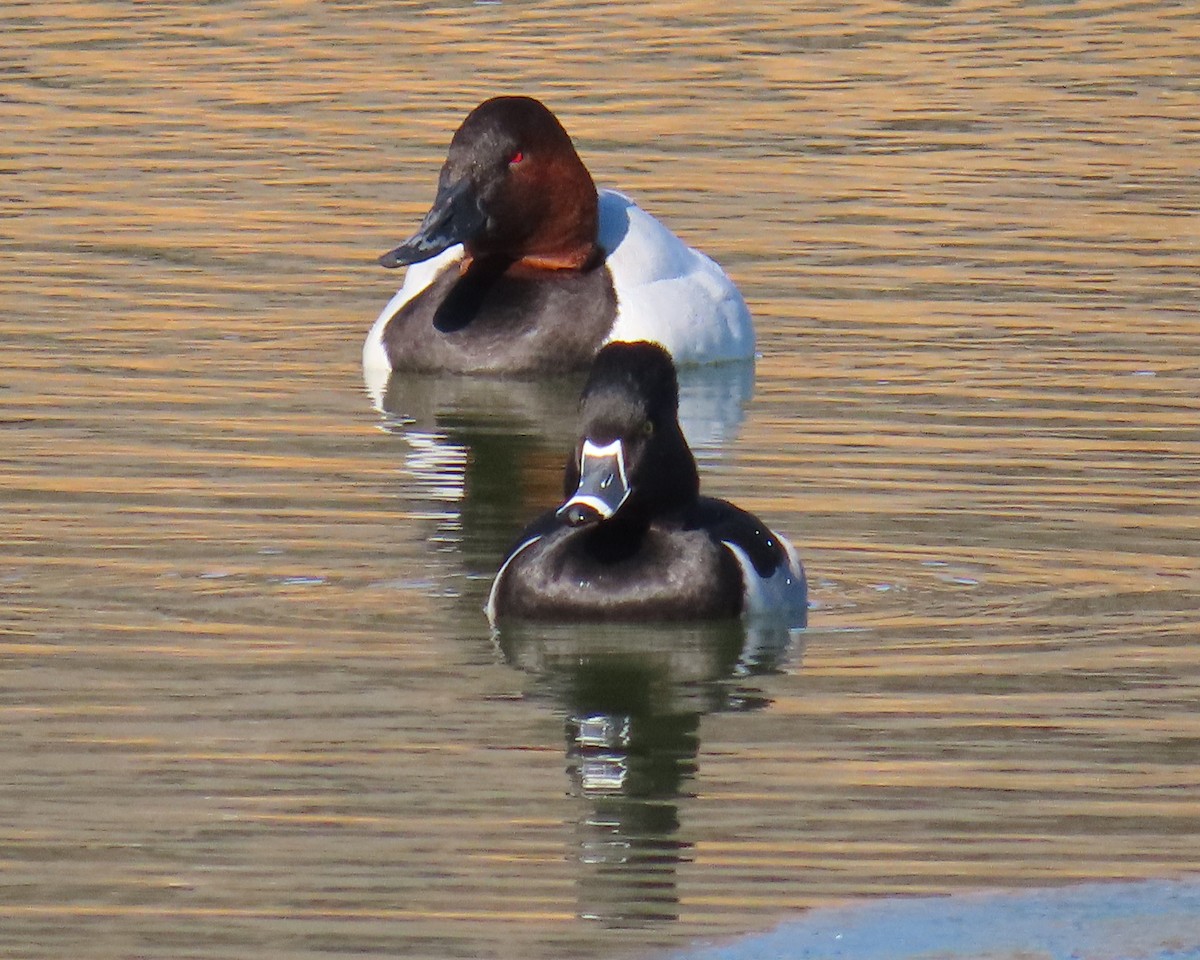 Ring-necked Duck - ML650610756