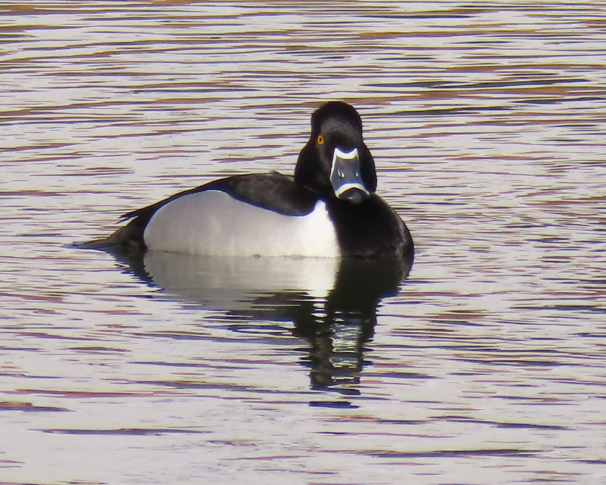 Ring-necked Duck - ML650610757