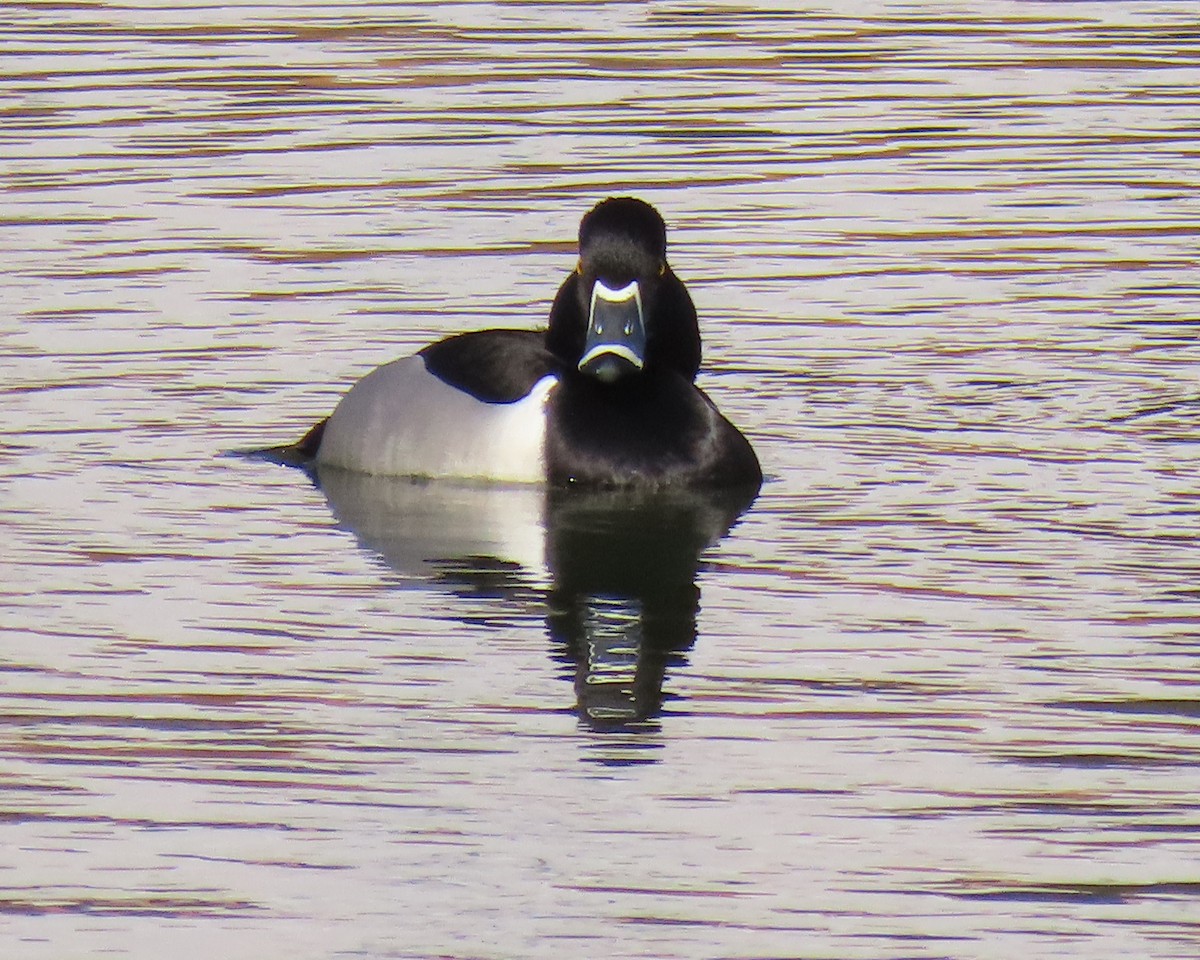 Ring-necked Duck - ML650610758