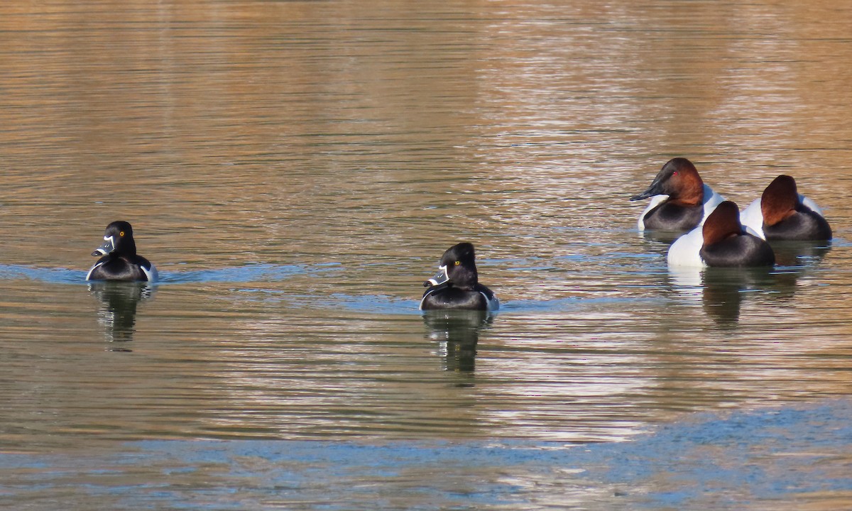 Ring-necked Duck - ML650610759