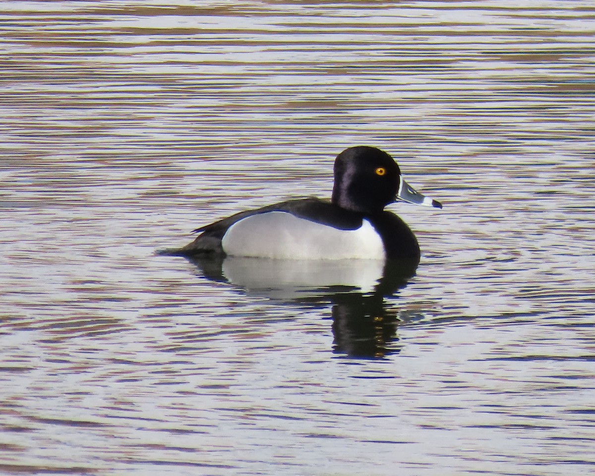 Ring-necked Duck - ML650610762