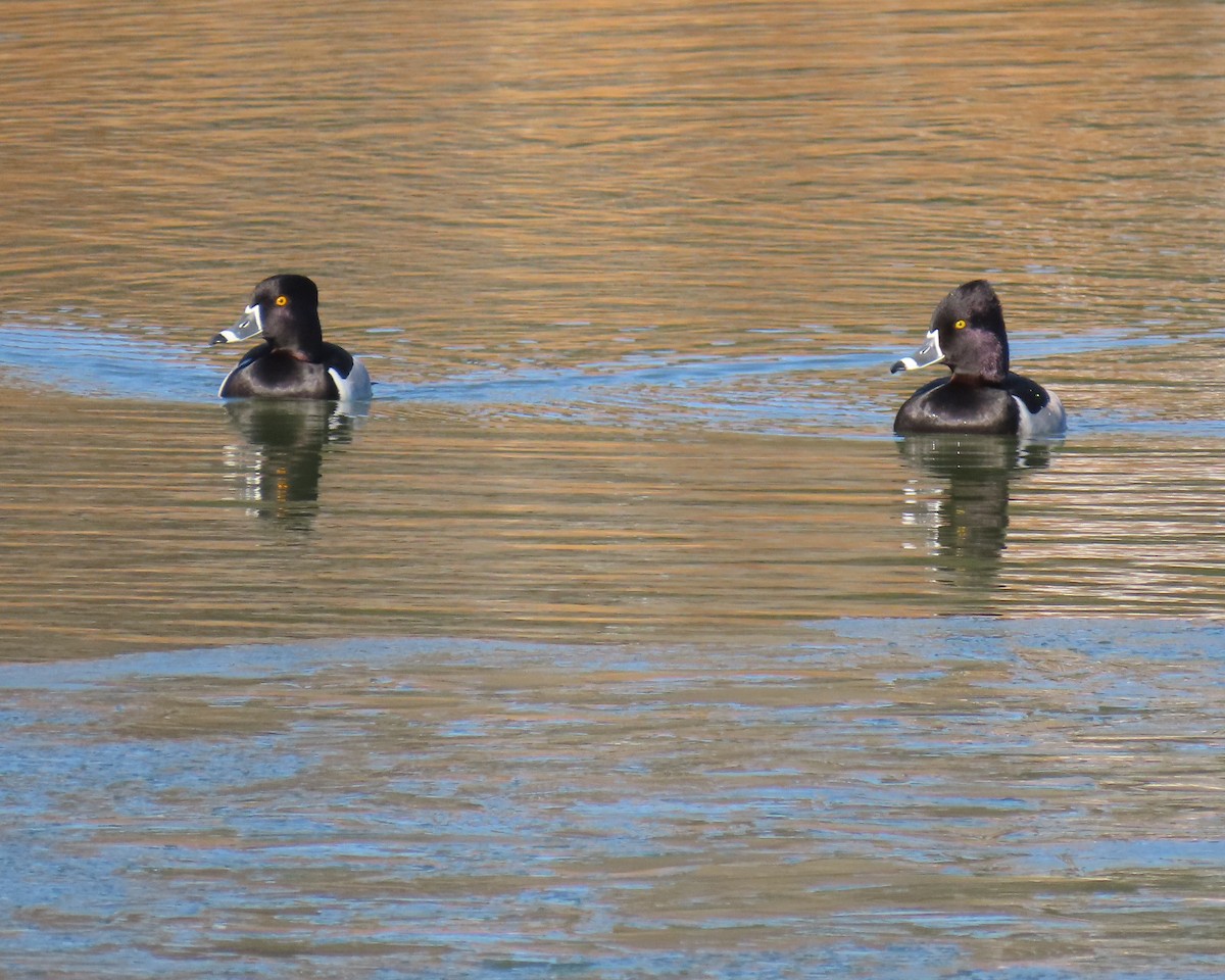 Ring-necked Duck - ML650610763
