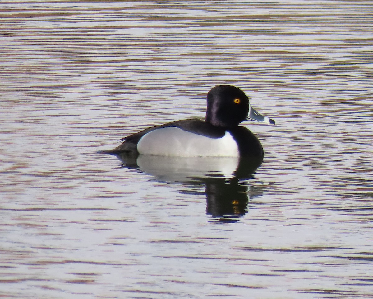 Ring-necked Duck - ML650610764