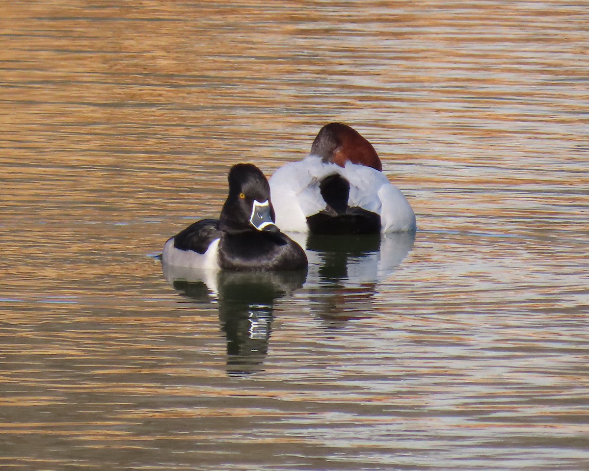 Ring-necked Duck - ML650610765