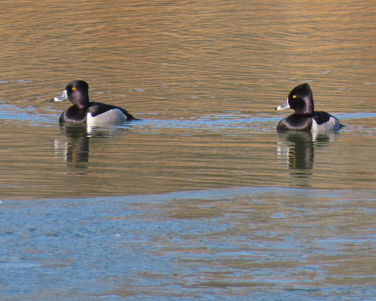 Ring-necked Duck - ML650610766