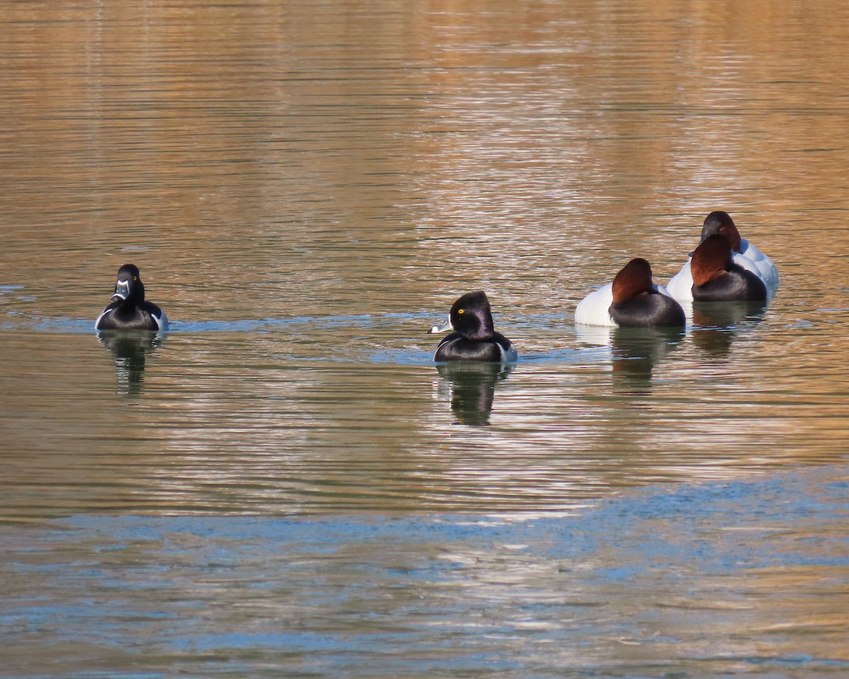 Ring-necked Duck - ML650610768