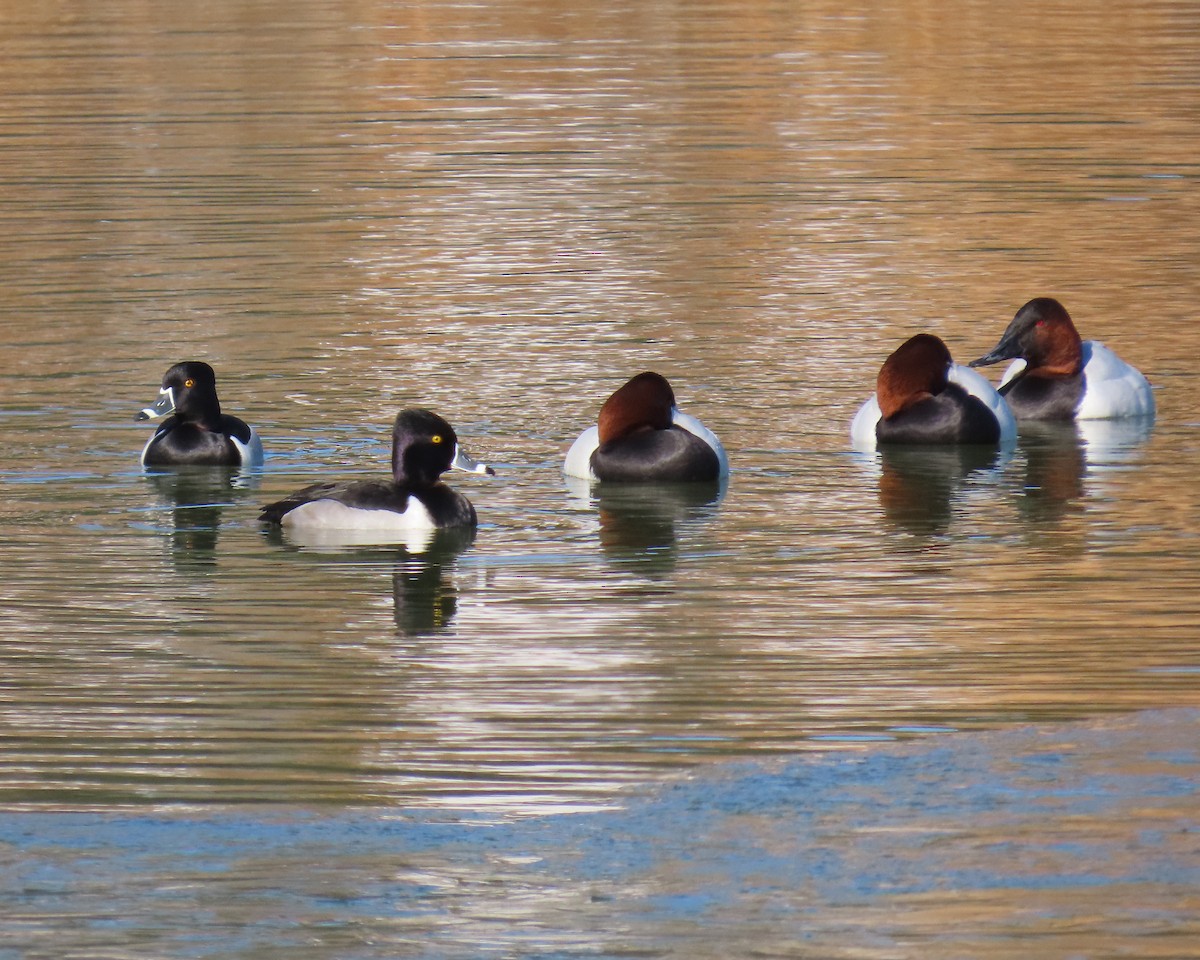 Ring-necked Duck - ML650610769