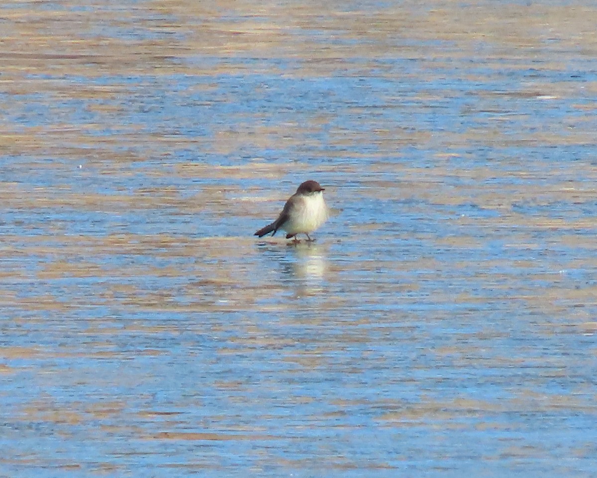 Eastern Phoebe - ML650610790