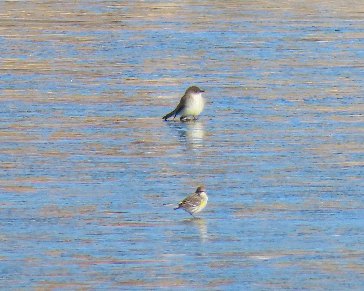 Yellow-rumped Warbler - ML650610805