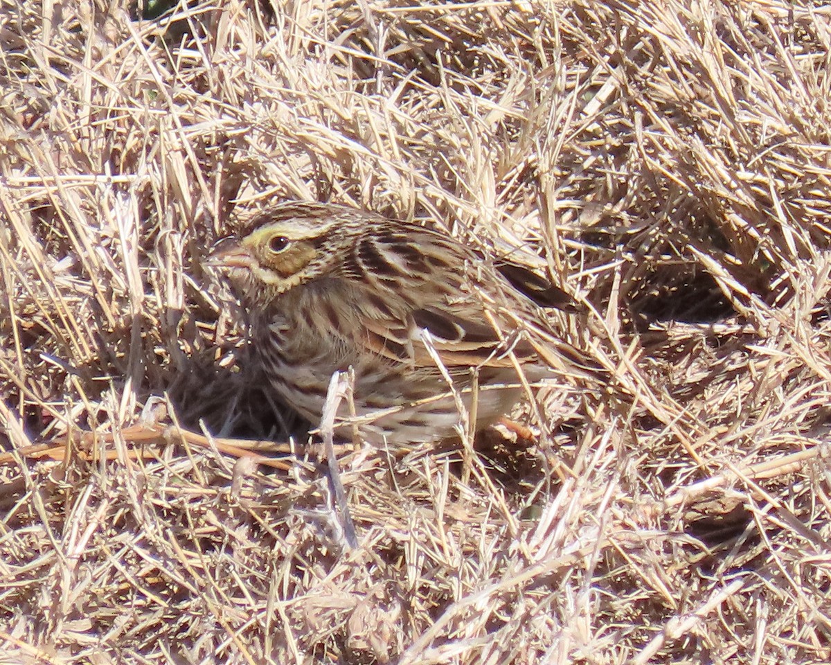 Savannah Sparrow - ML650610816