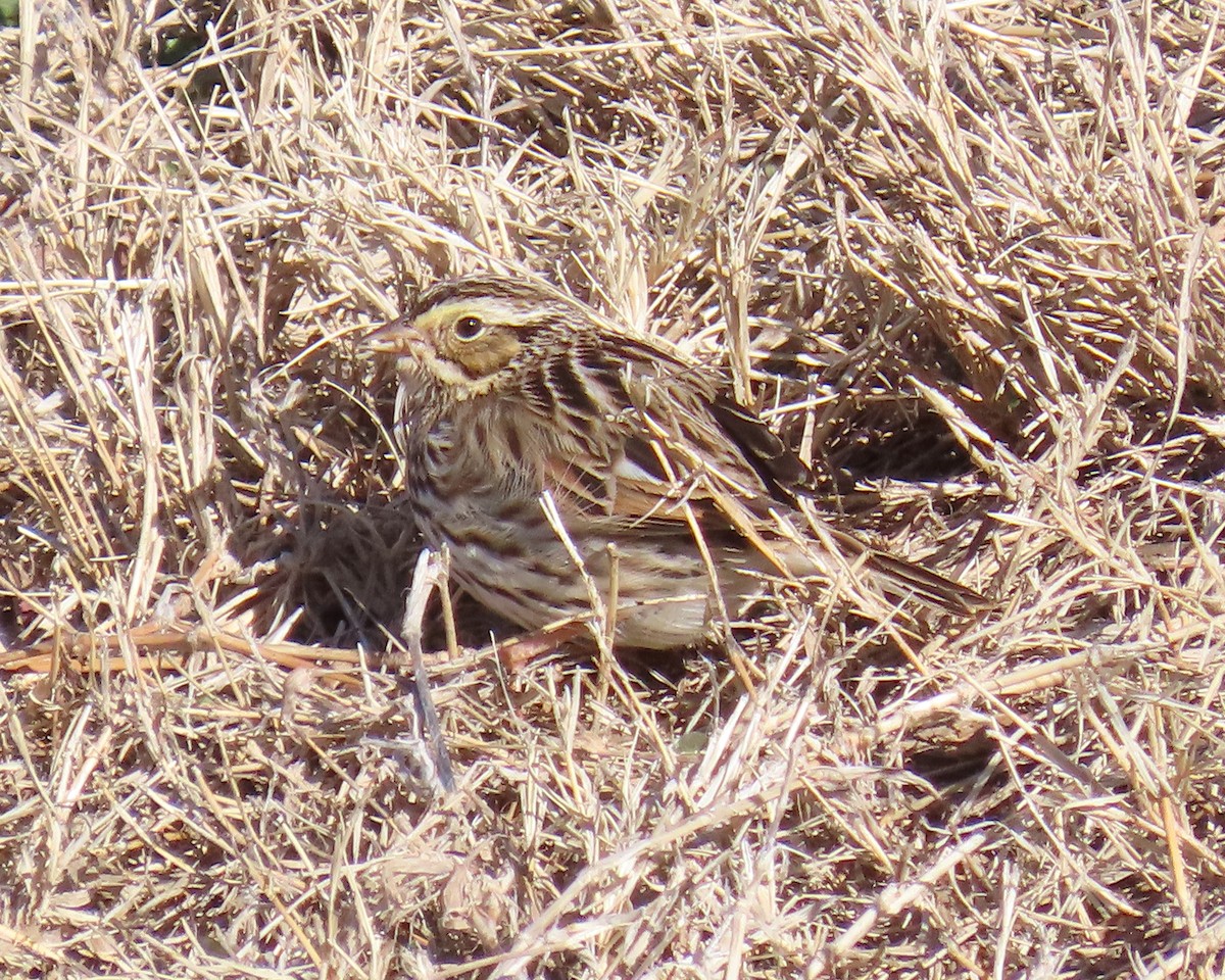 Savannah Sparrow - ML650610817