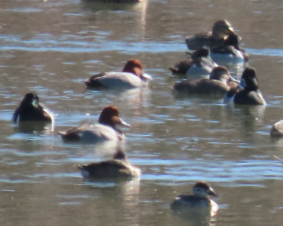 Redhead - ML650611035