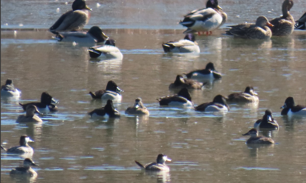 Ring-necked Duck - ML650611046