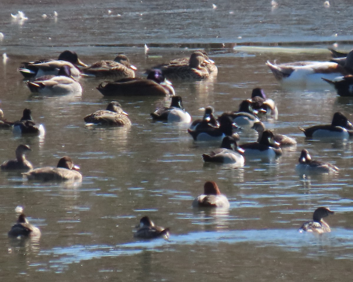 Ring-necked Duck - ML650611047