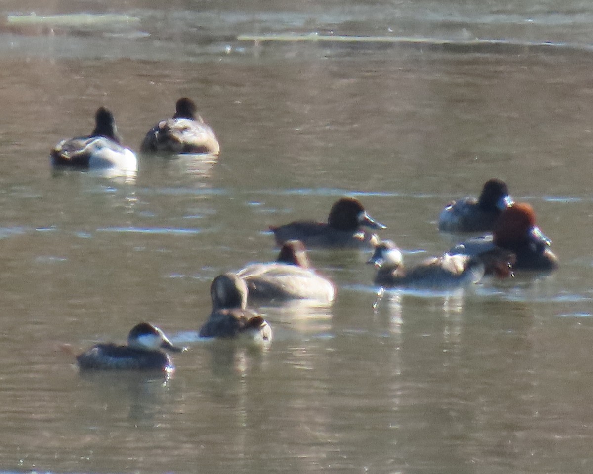 Greater/Lesser Scaup - ML650611060